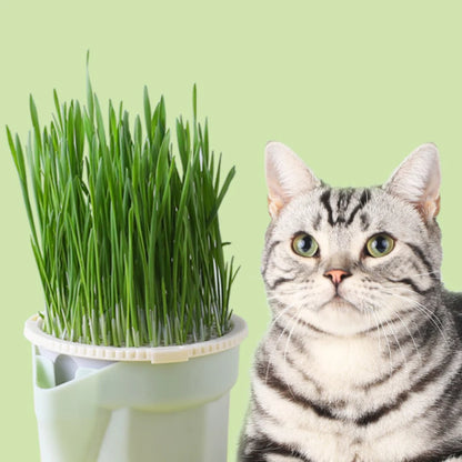 Cat Grass Hydroponic