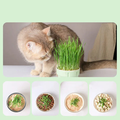 Cat Grass Hydroponic