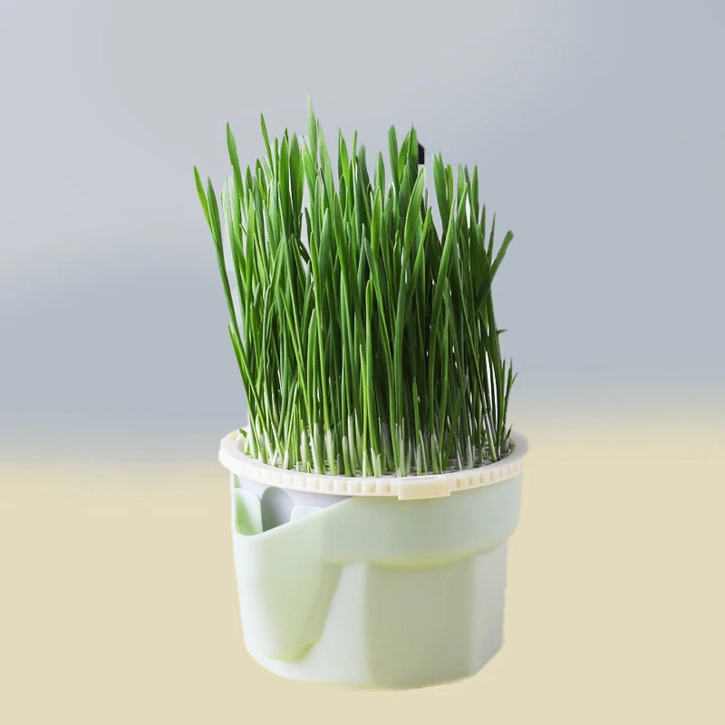 Cat Grass Hydroponic