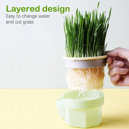 Cat Grass Hydroponic