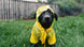 PawsomePets - Home